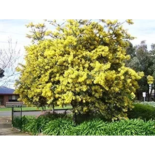 Arbol Acacia Dealbata (aromo Frances) 15lts