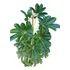 Planta Schiflera Lisa Grande 1,60 Mts. Aprox
