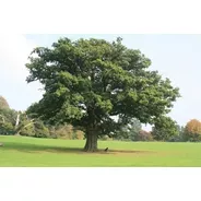Quercus Robur (roble Europeo) 15lts