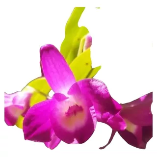 Orquídea Dendrobium Nobile Fuscia 