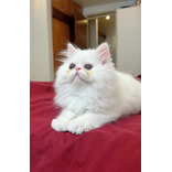 Gato Persa Blanco Bebe