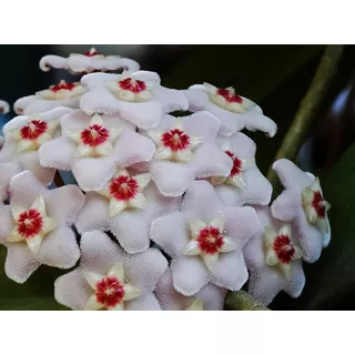 Clepia La Hoya Flor De Cera Trepadora Pequeña Ornamental