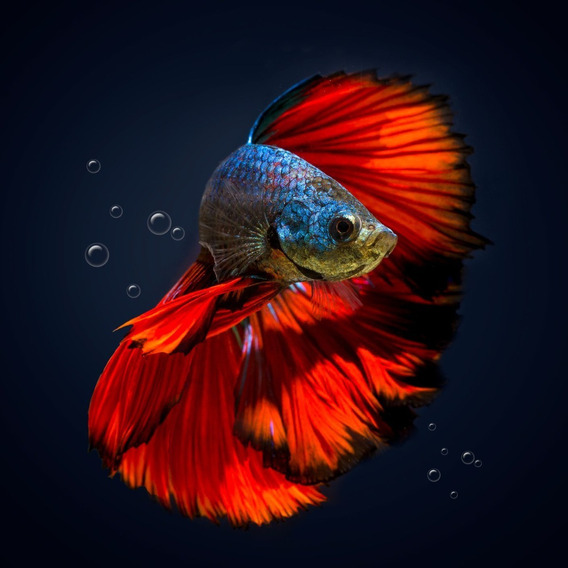 Pez Betta Macho Aquavida Diferentes Colores Splender