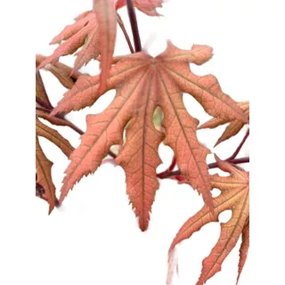 Acer Japoneses, Acer Colección,  Acer Shigitatsu Sawa 5lts