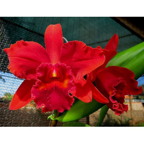 Kit Com 10 Lindos Cortes Orquídeas Cattleya + Brindes