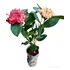 Plantínes Hortensia Japonesa Ixoria