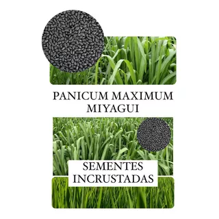Capim Miyagui (panicum Maximum) 5kg- Sementes Incrustadas