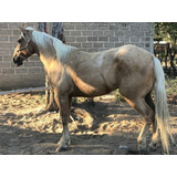 Caballos Cuarto Milla - Caballos en Mercado Libre México Caballos Cuarto Milla - Caballos en Mercado Libre México