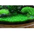 Marsilea Crenata Planta Acuario Plantado. 