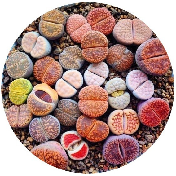 Sobre Para Sembrar 15 Tunas Suculentas Lithops Mix