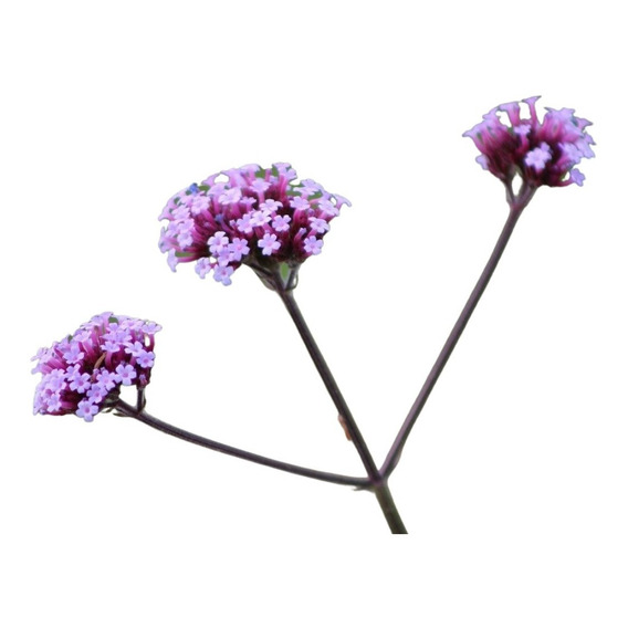 Verbena Bonarensis 