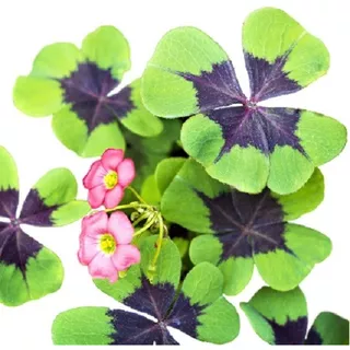 Bulbos Oxalis Iron Trebol 4 Hojas De La Suerte X 15 Bulbos