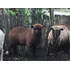 Corderos Negros Enteros