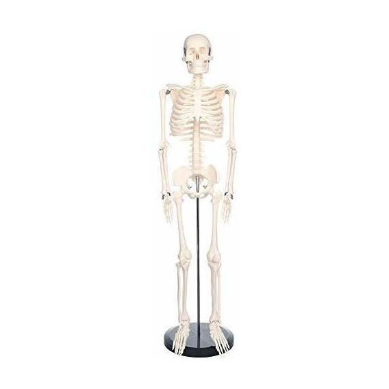 Modelo De Esqueleto Humano Para Anatomía Mini 33.4 Pulgadas