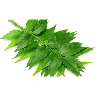 20 Ramas De Hoja Fresca De Arbol De Neem Nem Té Infusión 