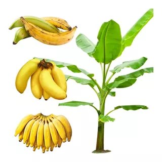 Kit 10 Muda De Banana Nanica Terra Ou Prata Embrapa
