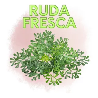 Ruda Fresca, Excelente Calidad Atado Aprox 1 Kg O Más