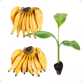 5 Mudas De Banana Da Terra Anã Embrapa Pronta Entrega