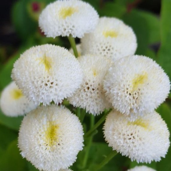 Semillas Flores Crisantemo Blanco (chrysanthemum Parthenium)