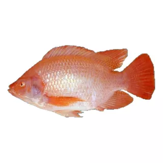 Alevines De Tilapia Roja Línea Red Florida