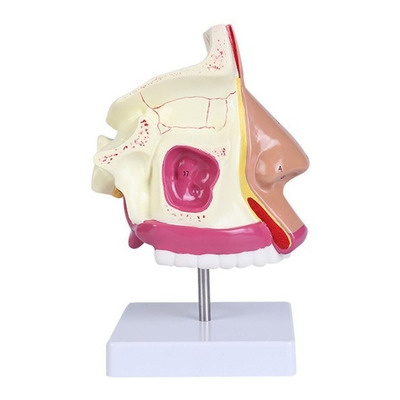 Modelo Anatômico Cavidade Nasal Anatomia Peça Anatômica