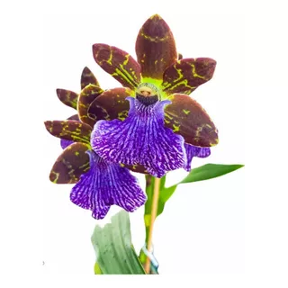 Orquidea Perfumada Zygopetalum Em Pre Floração