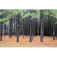 Pinheiro Pinus (elliotti) - 100 Sementes Reflorestamento