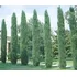 Pino Cipres Piramidal Italiano Totem 1,1 Mt Altura