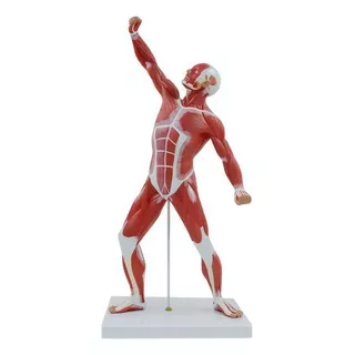 Modelo De Músculo Humano Masculino De 50 Cm -1 Und
