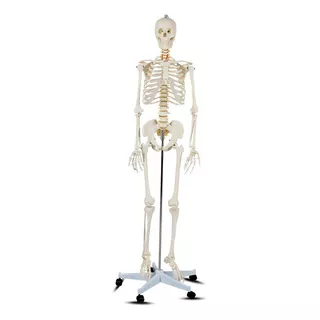 Esqueleto Anatômico Humano De Tamanho Realista Com Base