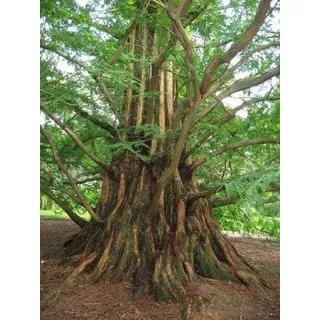 Cultiva Tu Fósil Viviente,  Metasequoia Glyptostroboides 