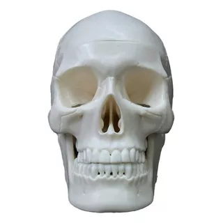 Modelo Cráneo Humano