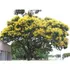 Árbol Ibirapita Sombra !!!