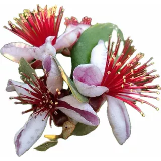 Goiaba Serrana Feijoa 10 Lindas Mudas 10 A 25 Cm P/plantar