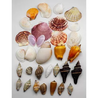Conchas Do Mar Artesanato Mix Diversas 1,44kg Aquário Nf