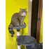 Gato Persa Exótico Para Monta
