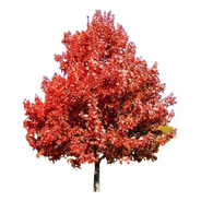 Sementes Acer Rubrum Red Maple Árvore E Bonsai +frete Grátis