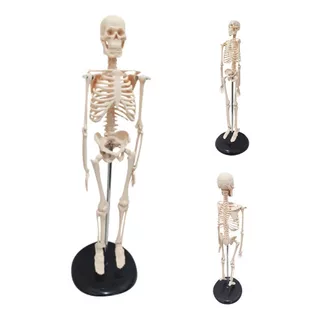 Esqueleto Humano Para Estudo Anatomia 45cm