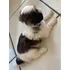 Filhote De Shihtzu