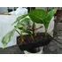 Planta Alocasia - Oreja Elefante Para Regalar