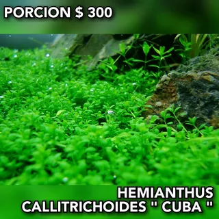 Hemianthus Callitrichoides   Cuba   Planta Tapizante Acuario