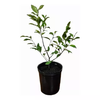 Magnolia Fuscata -michelia Fuscata-