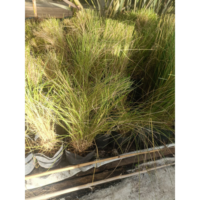 Planta Gramínea  Ornamental Muhlenbergia