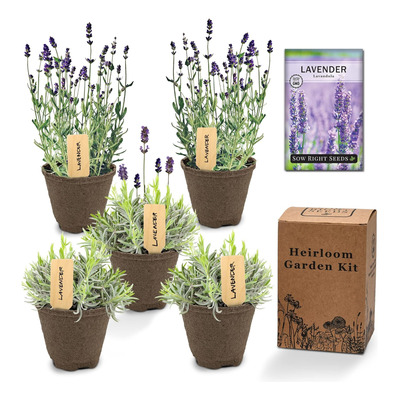 Sow Right Seeds - Kit De Cultivo De Lavanda - Incluye Maceta