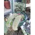 Planta Cactus Cola De Mono