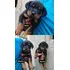 Filhotes De Rotweiller 
