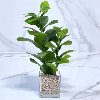 Planta Clusia Artificial Maceta Vidrio Alto 37cm