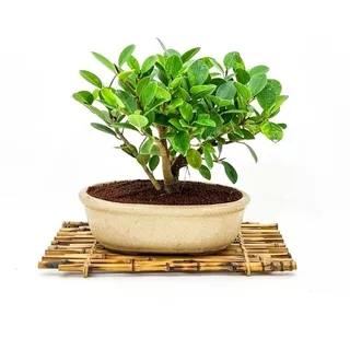 Bonsai Planta Ficus Retusa Maceta Cerámica Esmaltada N4