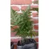 Plantas Helecho Calaguala Orgánico -