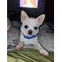 Servicio De Monta Chihuahua Macho Mini